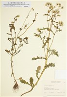 藏品(歐洲千里光)的圖片